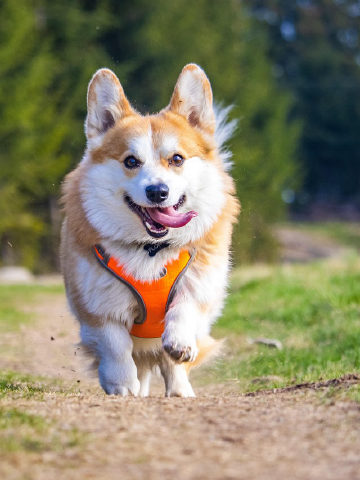 The original photo of the corgi