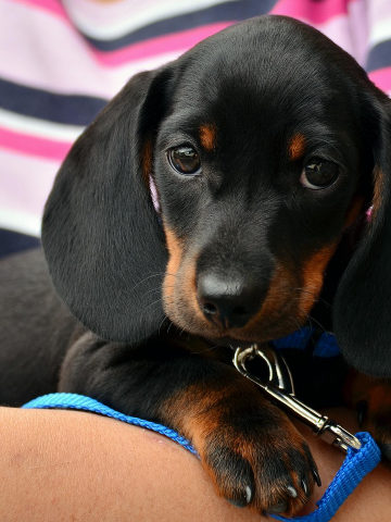 The original photo of the dachshund